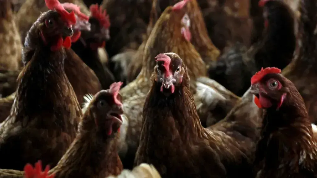 Another case of bird flu confirmed in Norfolk